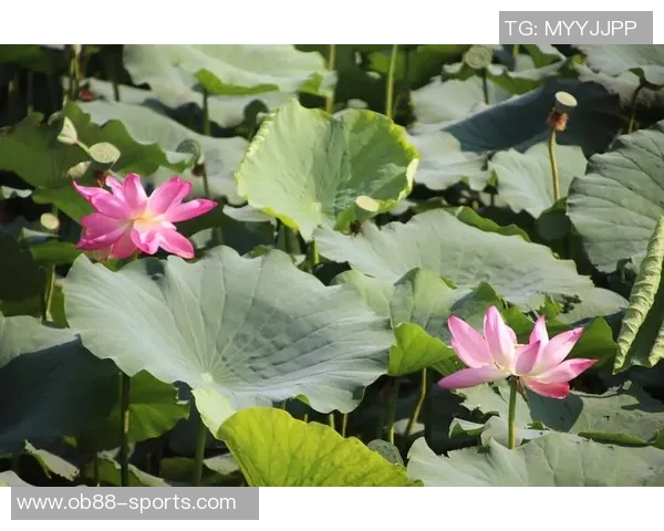 波津与追梦默契配合揭秘共同交手经历助力比赛理解与协作